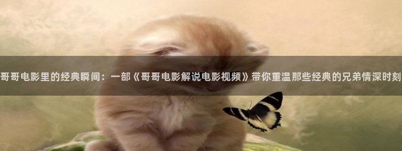 去有风的地方免费观看西瓜：哥哥电影里的经典瞬间：一部《哥哥电影解说电影视频》带你重温那些经典的兄弟情深时刻